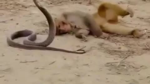 Indian Monkey video with a snake