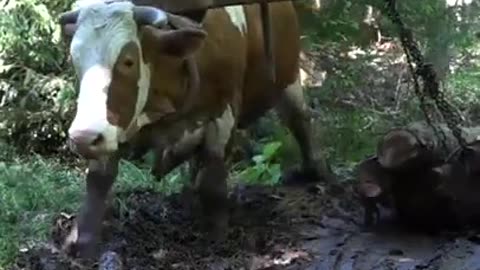 🤯🌲 Discover Ancient Logging Techniques in Bosnia! | FeedMyCuriosity