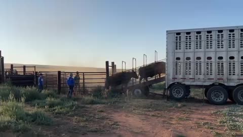Loading some cows first thing in morning, cartercountrymets.com