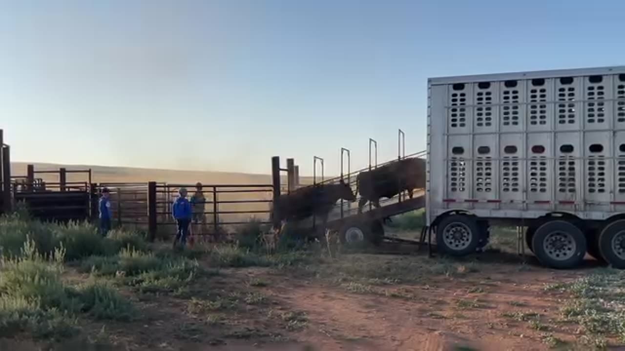 Loading some cows first thing in morning, cartercountrymets.com