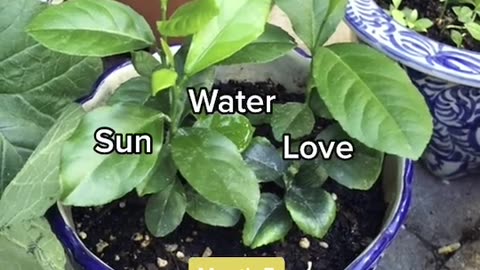 Grow a lemon tree from a lemon