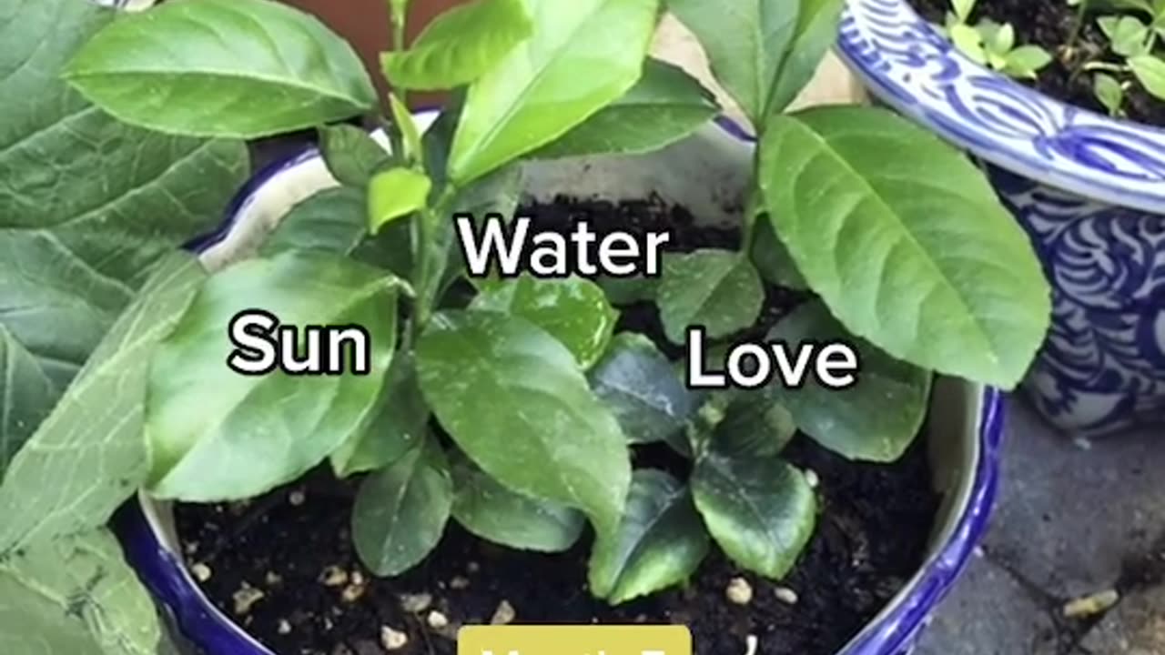 Grow a lemon tree from a lemon