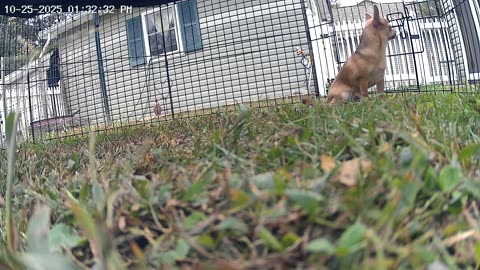 Teddy Bear Playpen Cam! WARNING: excessive barking