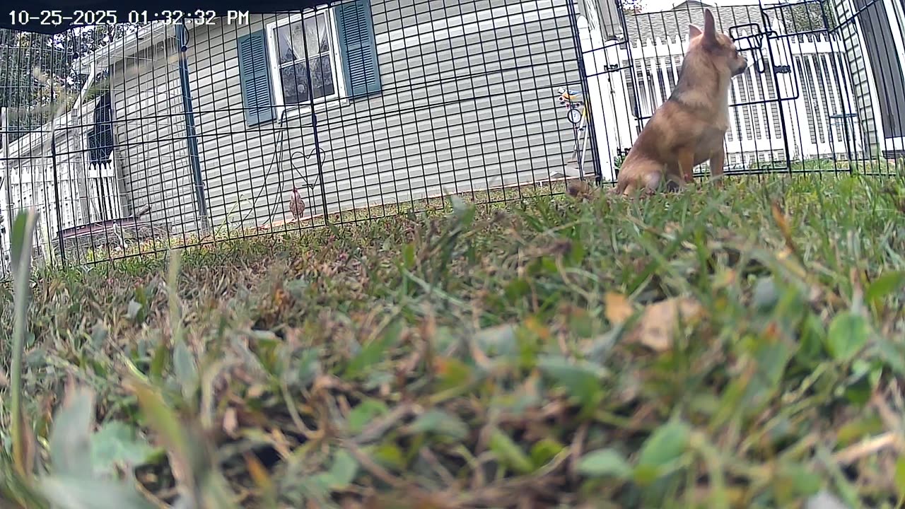 Teddy Bear Playpen Cam! WARNING: excessive barking