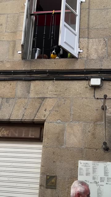 Dog Plays Catch Out the Window