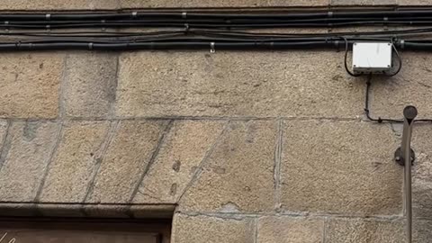 Dog Plays Catch Out the Window