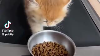 😹🐈 You Won't Believe This Cruel Cat Grooming! | FunFM