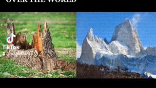 Giant trees all over the world