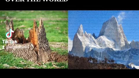Giant trees all over the world