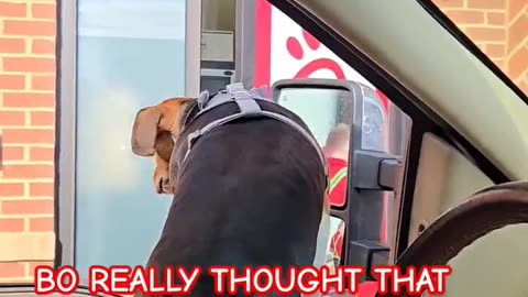 WRONG AGAIN! #puppy #beagletales #funnyimages #shortsvideo #viralvideo