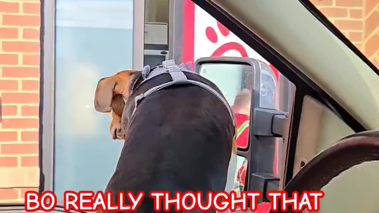 WRONG AGAIN! #puppy #beagletales #funnyimages #shortsvideo #viralvideo