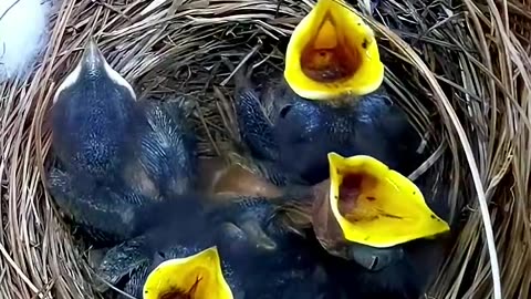 Extraordinary reproduction cycle of American Bluebird chicks