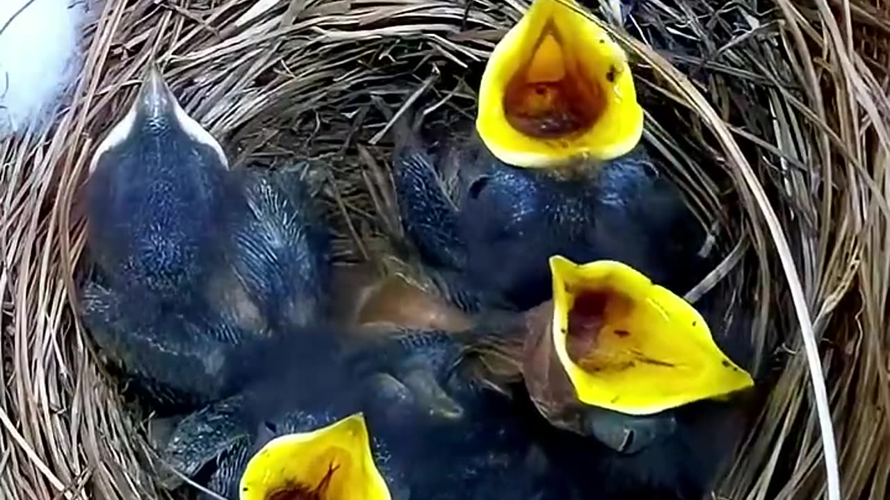 Extraordinary reproduction cycle of American Bluebird chicks