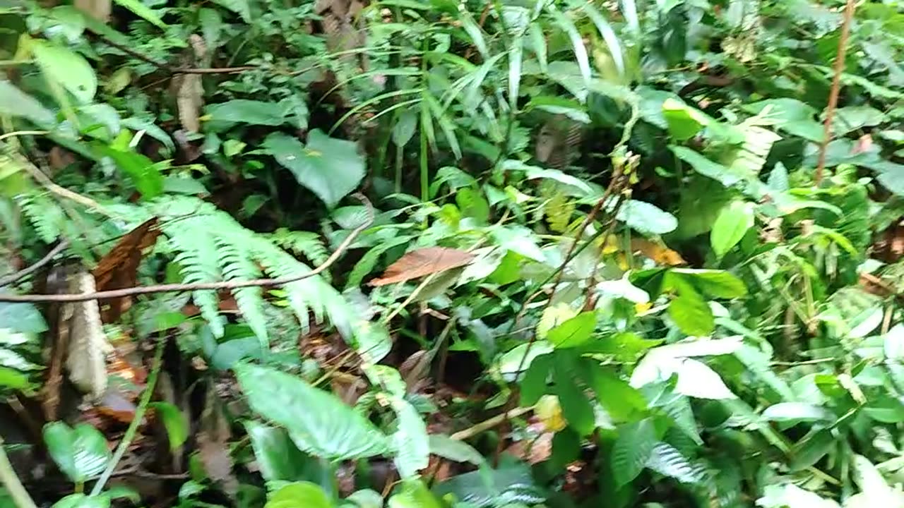 water from the jungle 2