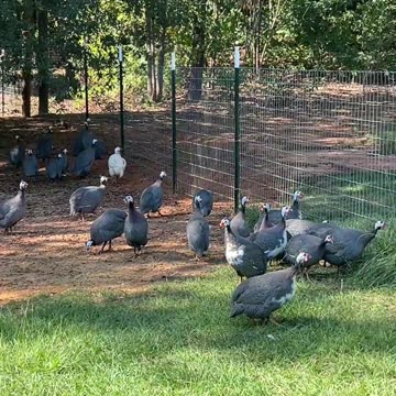 If only there was a way to get over this fence