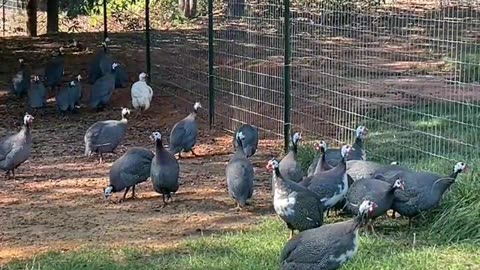 If only there was a way to get over this fence