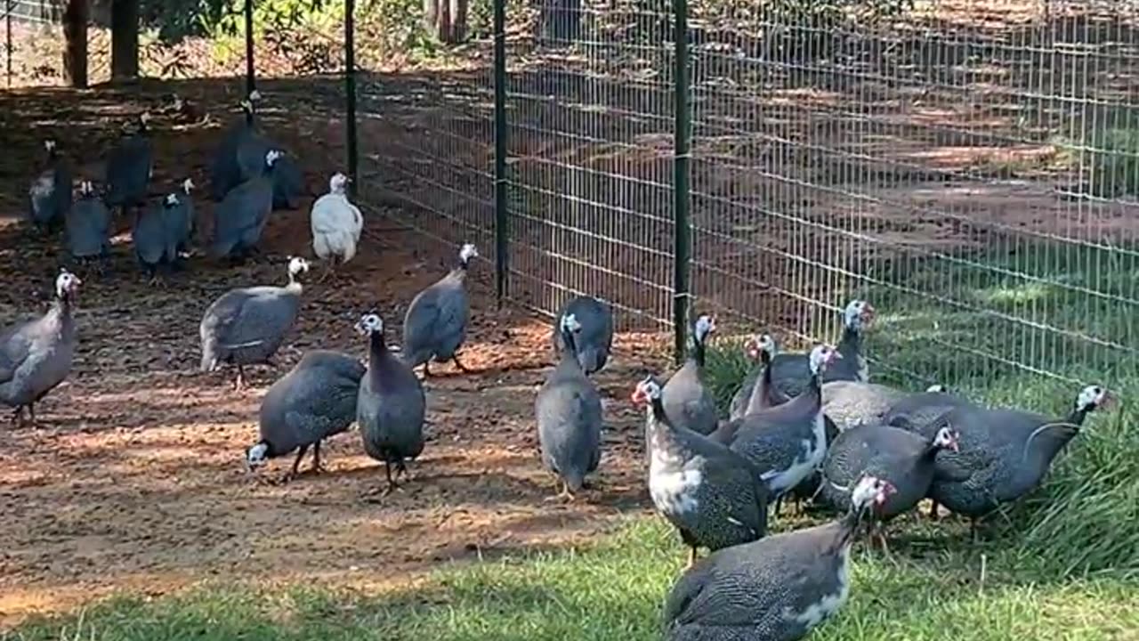 If only there was a way to get over this fence