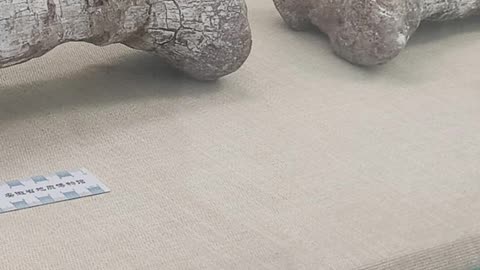 Anhuilong: The Anhui Dragon Unearthed