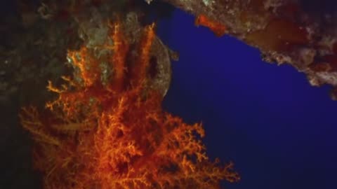 jeac coustou - silence