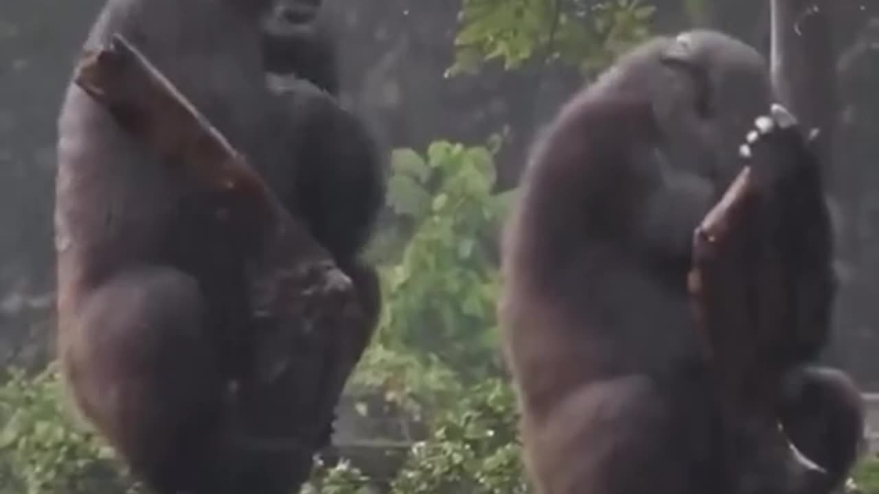 🐒😂 Watch Two Gorillas Play And Cause Chaos! | FeedMyCuriosity