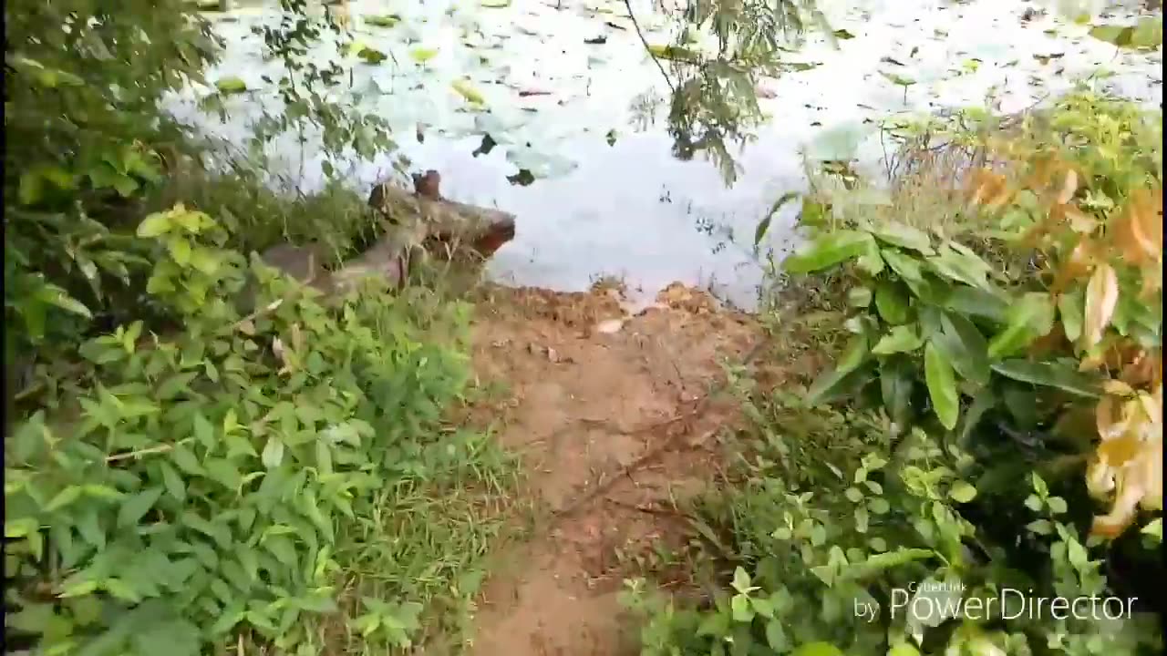 Amazing Smart Man Catch A Lot Of Turtle By Creative Deep Hole Turtle Trap With Branches