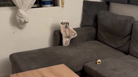 Dog Doesn't Trust Stuffed Doppelganger