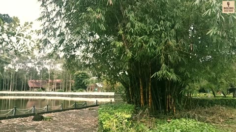 BÓNG TRE QUÊ – Nhạc Bolero Mới 2025 | Giai Điệu Quê Hương Mộc Mạc & Cảm Động | Bolero Hoài Niệm