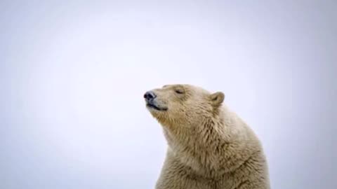 Dr Peter Polar Bear presents...The Real Lincoln by Thomas J DiLorenzo Pt 03 of 13