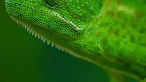 "The Chameleon: Nature’s Color-Changing Wizard