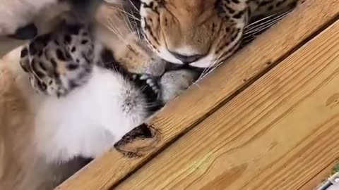 Lion and Jaguar Friendship | Beautiful Wildlife Moments