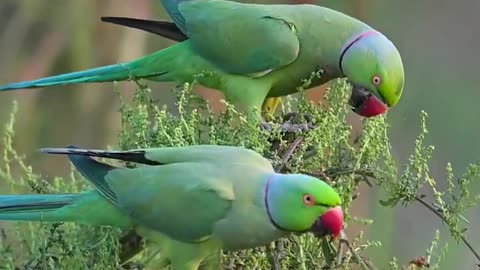 Parakeet loves favourite lunch bajra...