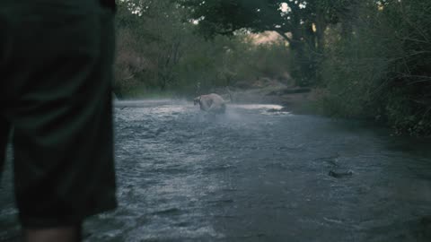 Dog catches a ball in the river