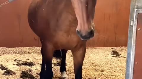 funny horse