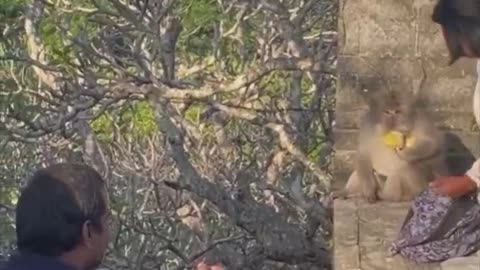 Woman's clever trick to take back glasses. 🐒😎