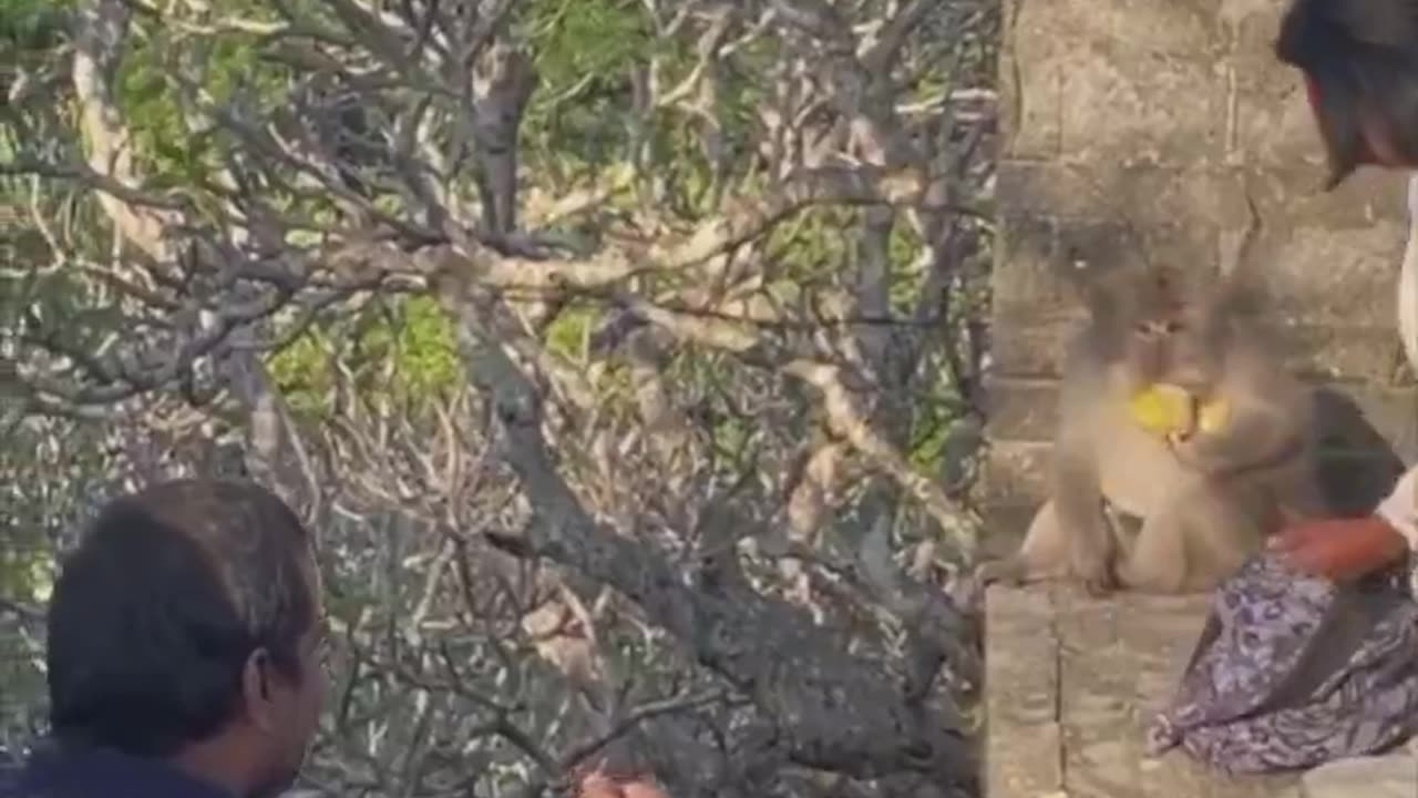 Woman's clever trick to take back glasses. 🐒😎