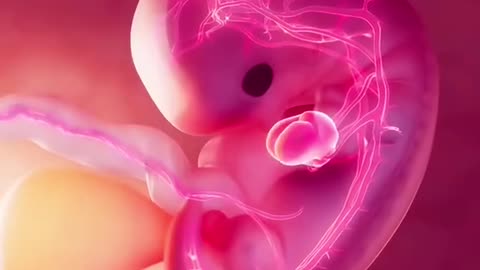 First Trimester Of Pregnancy (3D Animation)