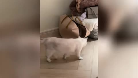 Cat fanny video