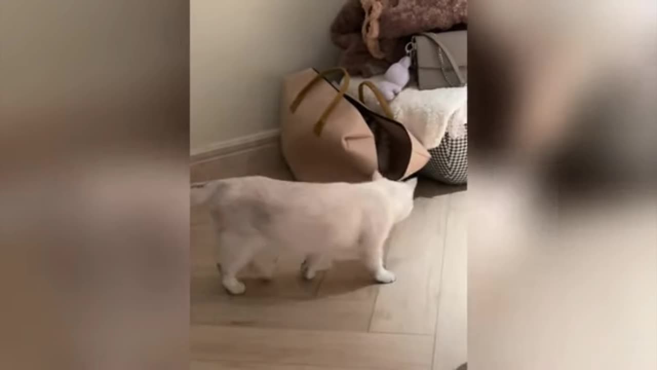 Cat fanny video