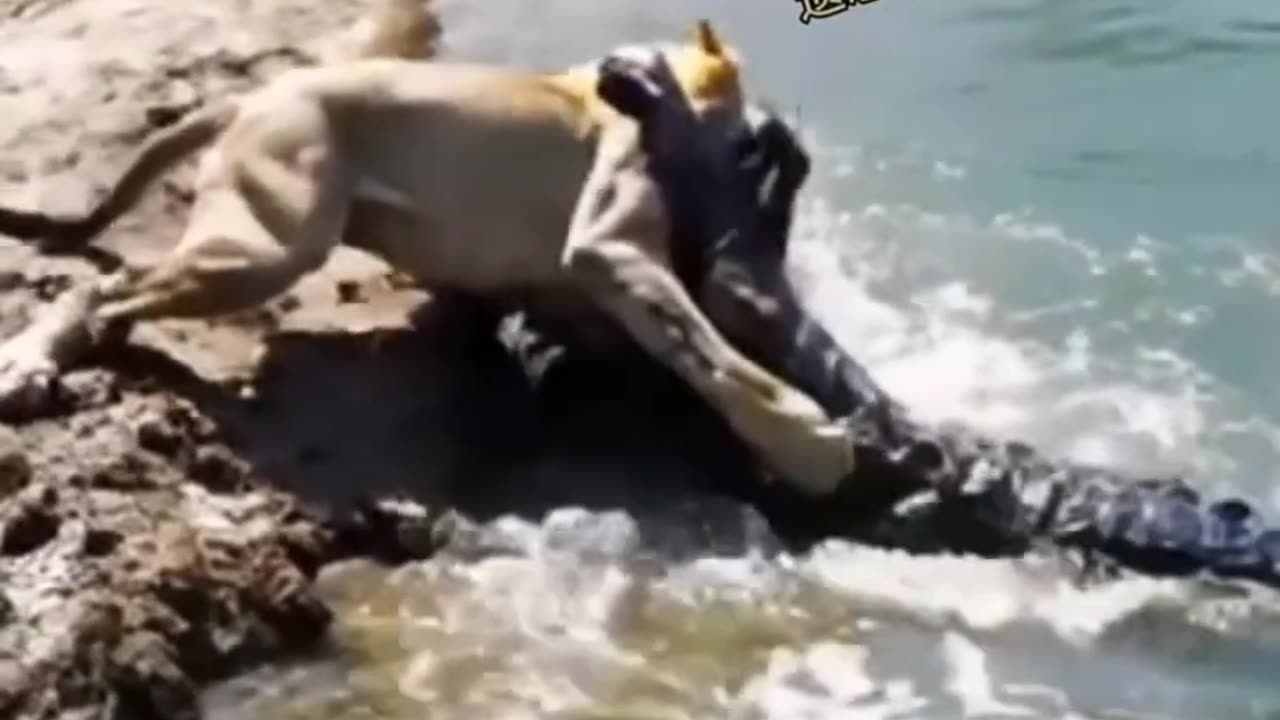 Watch the crocodile attack the bug and get attacked himself