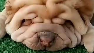 Incredible: Unusual Dog Breeds You’ve Probably Never Seen #animalfacts #wildlife