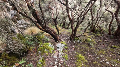 Running through Forests near Churup Lagoon (Huaraz)