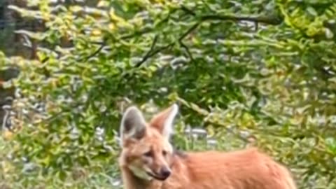 Maned wolf