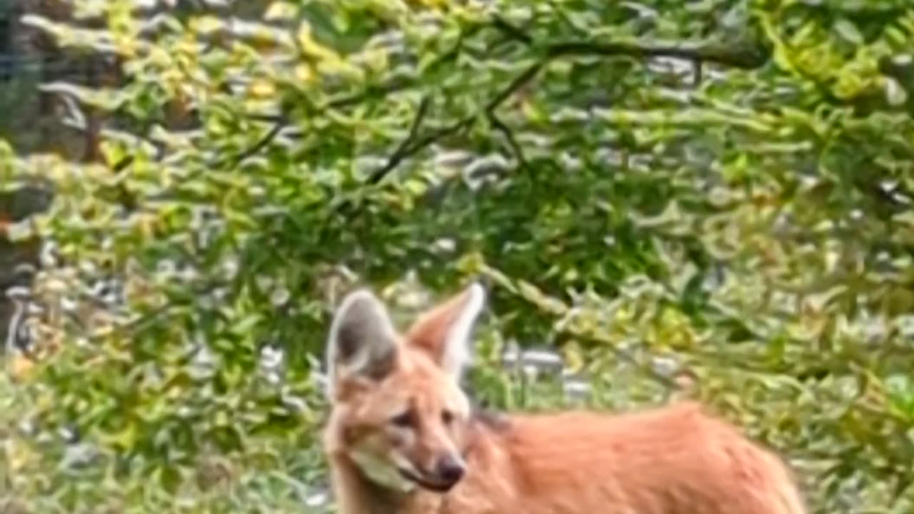 Maned wolf