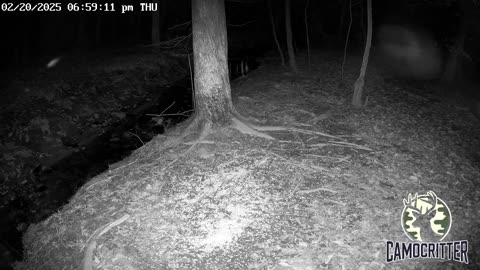 CamoCritter Critter Cam Live Stream