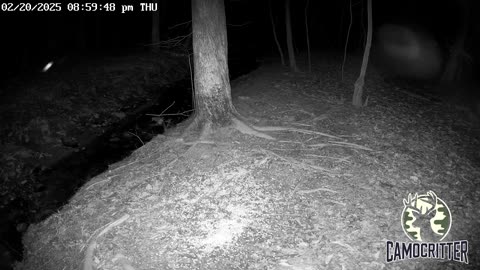 CamoCritter Critter Cam Live Stream