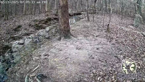 CamoCritter Critter Cam Live Stream