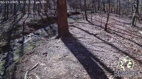 CamoCritter Critter Cam Live Stream