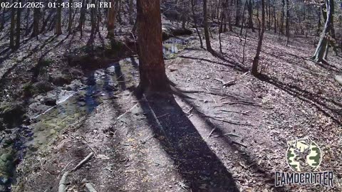 CamoCritter Critter Cam Live Stream