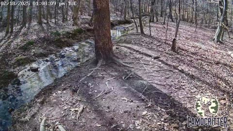 CamoCritter Critter Cam Live Stream