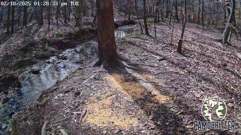 CamoCritter Critter Cam Live Stream